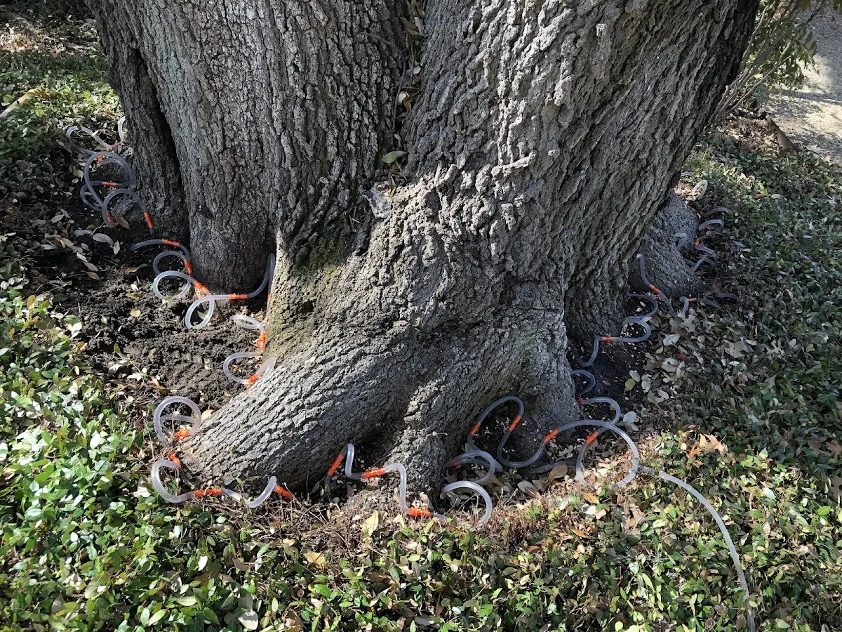 Detailed Tree Cabling and Bracing job site in Armorel